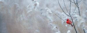 Mehr über den Artikel erfahren Rügen im Dezember: Kamin- und Saunazeit auf Rügen!
